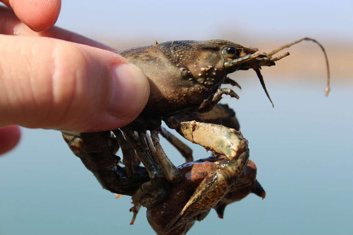 Crayfish while carp fishing