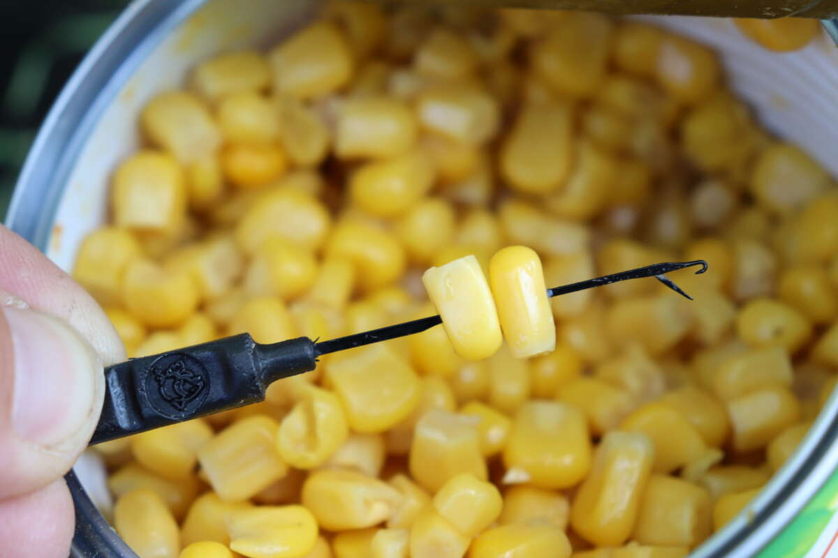 Dosenmais mögen neben Graskarpfen auch alle anderen Friedfische er sorgt für reichlich Beifang 1