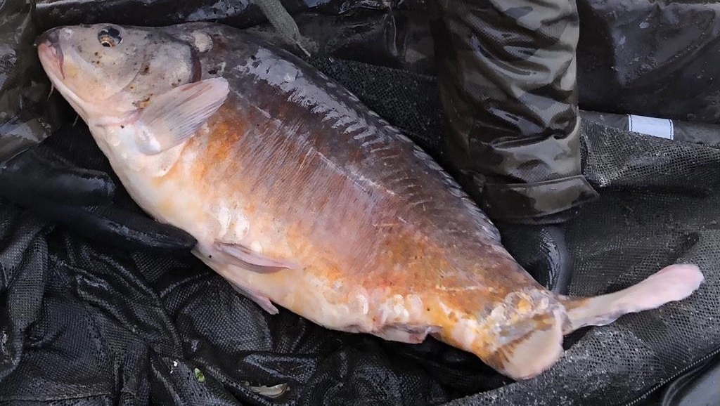 Restock chateliers carp fishing 2021 sdf