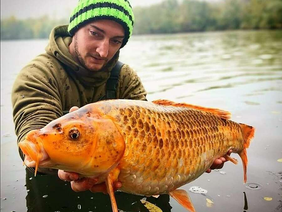 Etang Carpanium carping