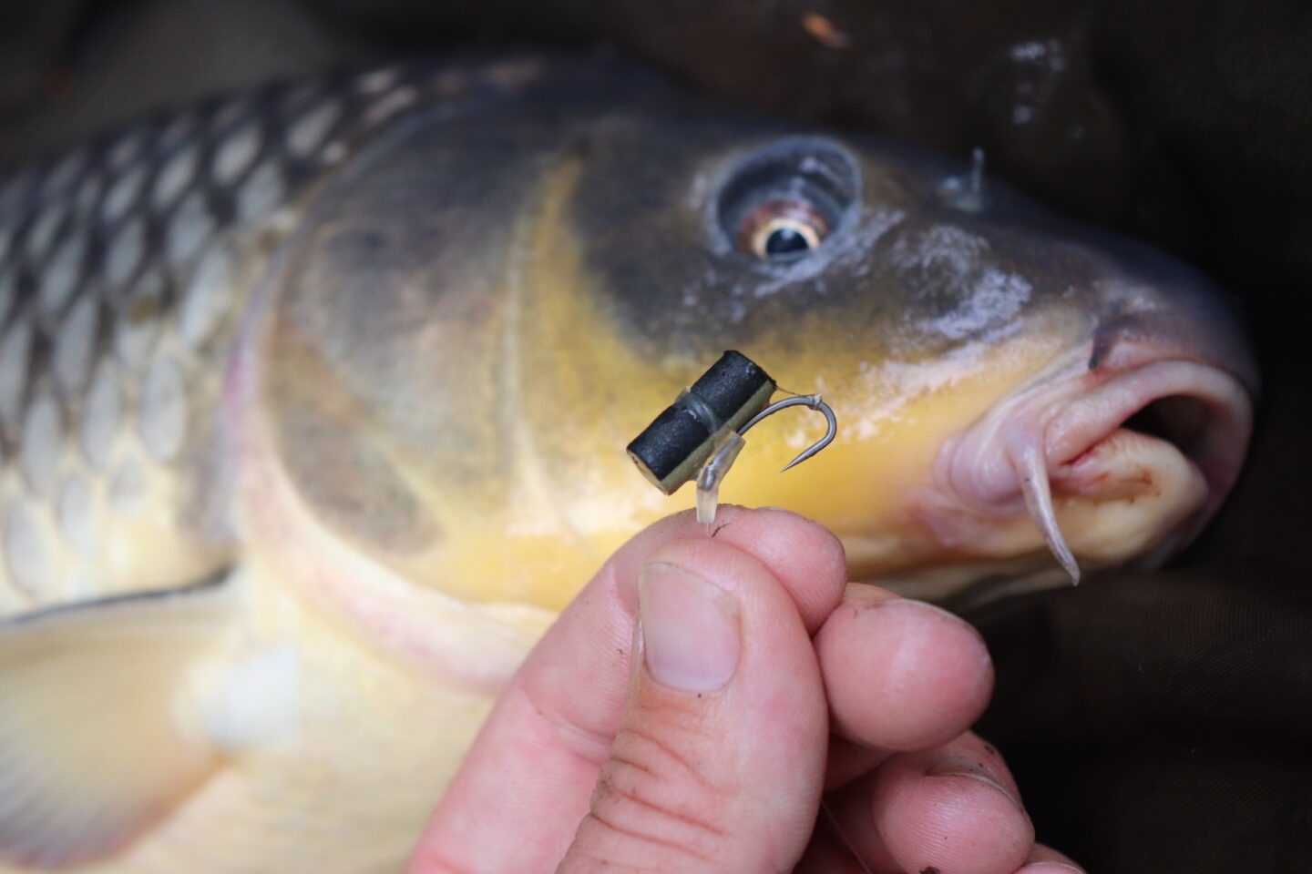 How to tie a Zig Rig: all you need to know