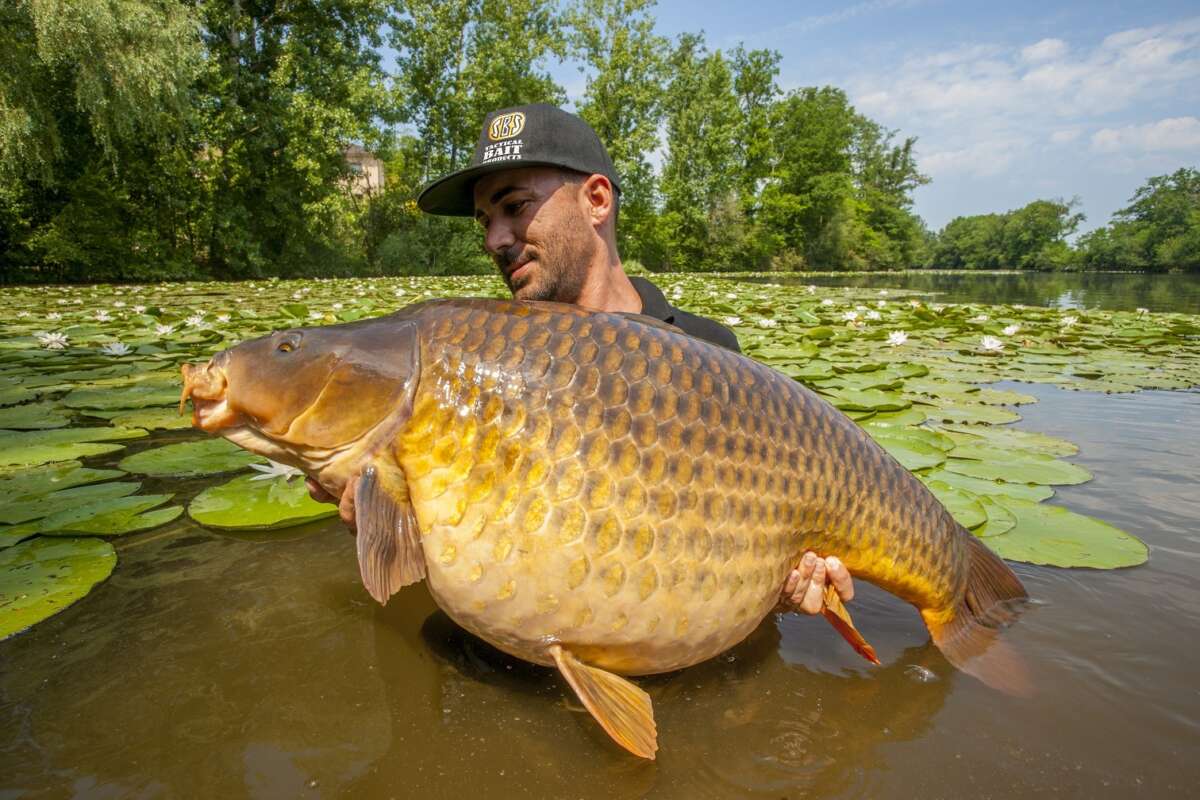 Karpervissen in de zomer