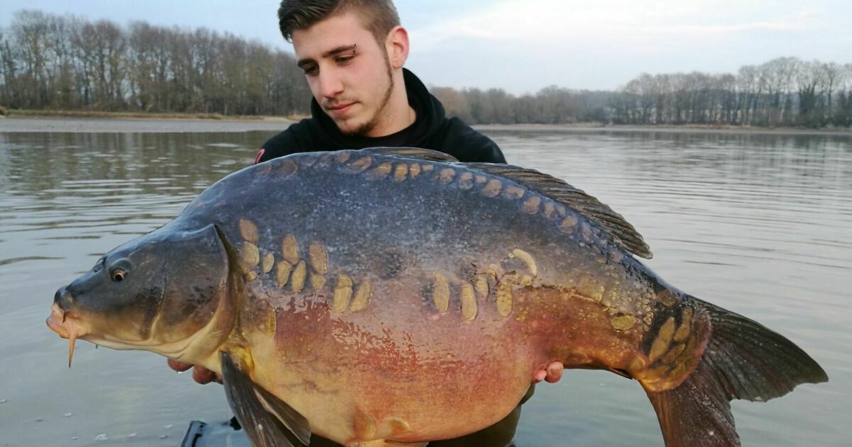 Ehte Karp And some new carp for Etang Furet