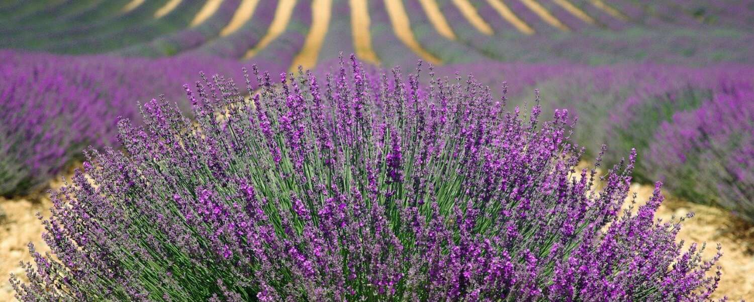Lavender 894919 1280