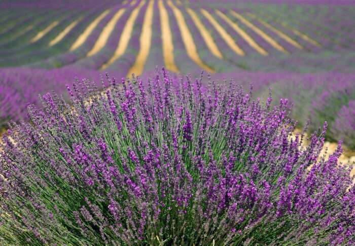 Lavender 894919 1280