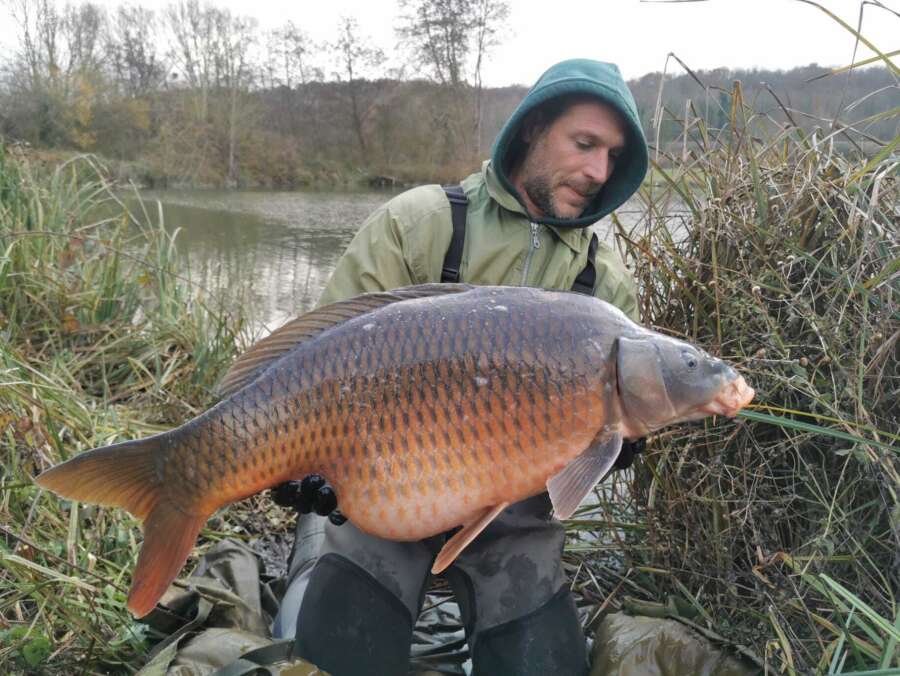 Odyssea carp france common 9887