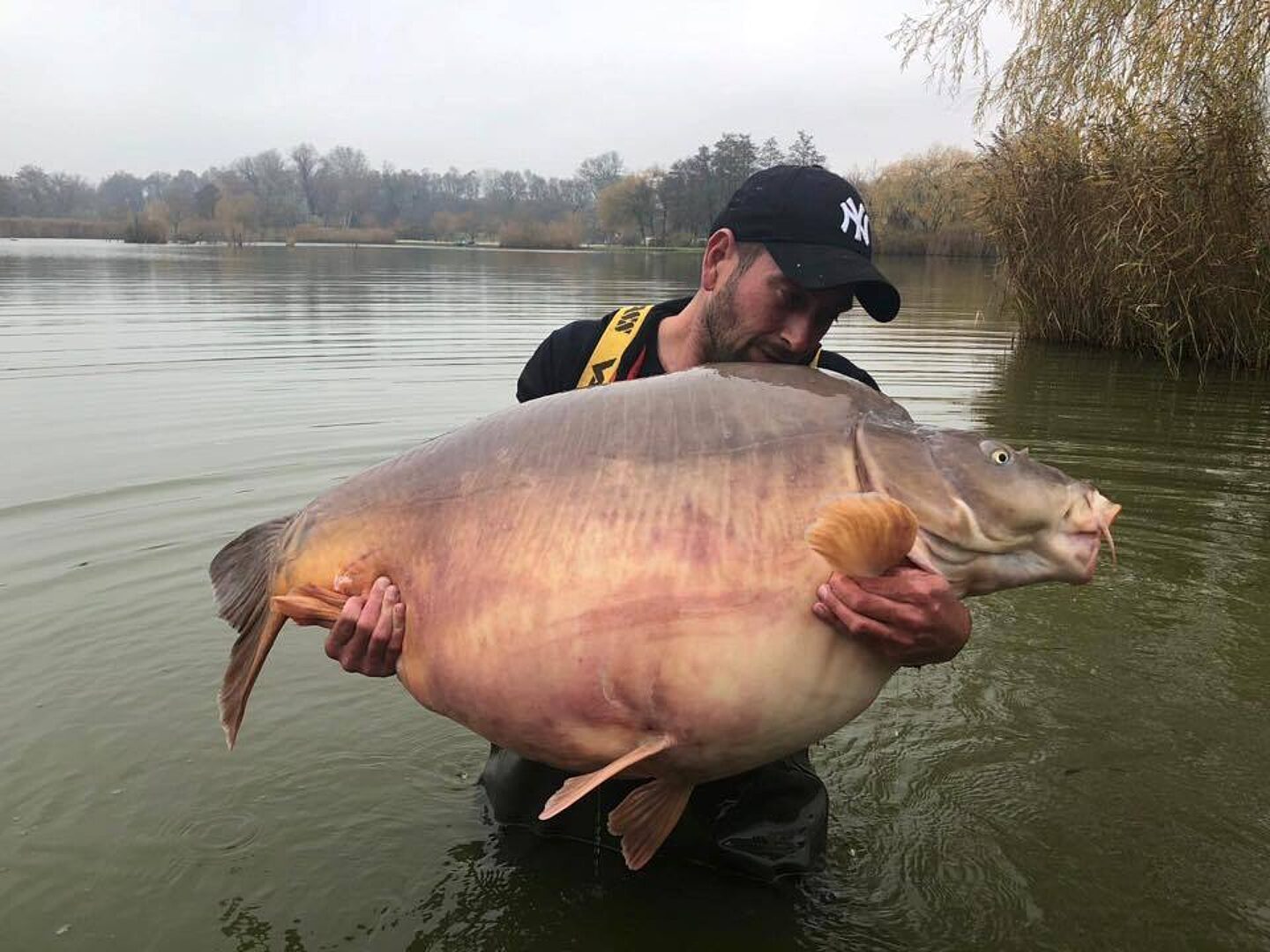 The Biggest Carp Ever Caught in the World